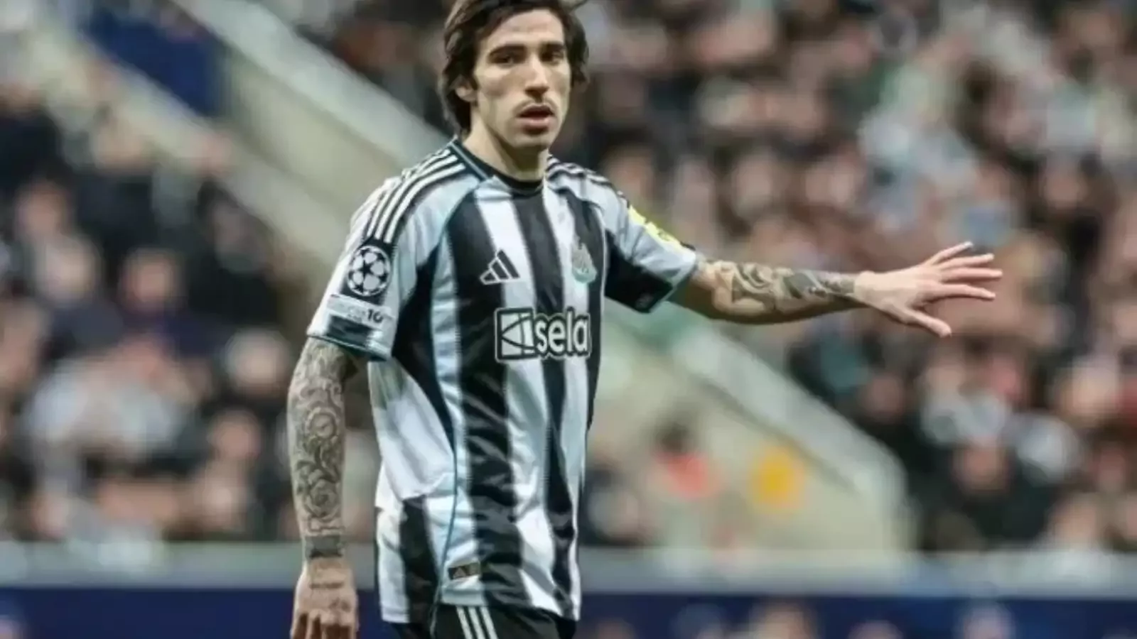 Tottenham'dan Tonali bombası! De Zerbi transfer için devrede